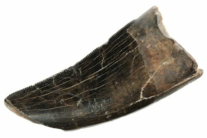 Feeding Worn Tyrannosaur Tooth - Judith River Formation #192535